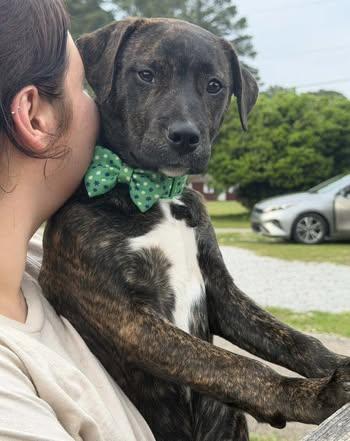 Scarlett, a Adoptable Boxer in Fairfax, VA image 5/6