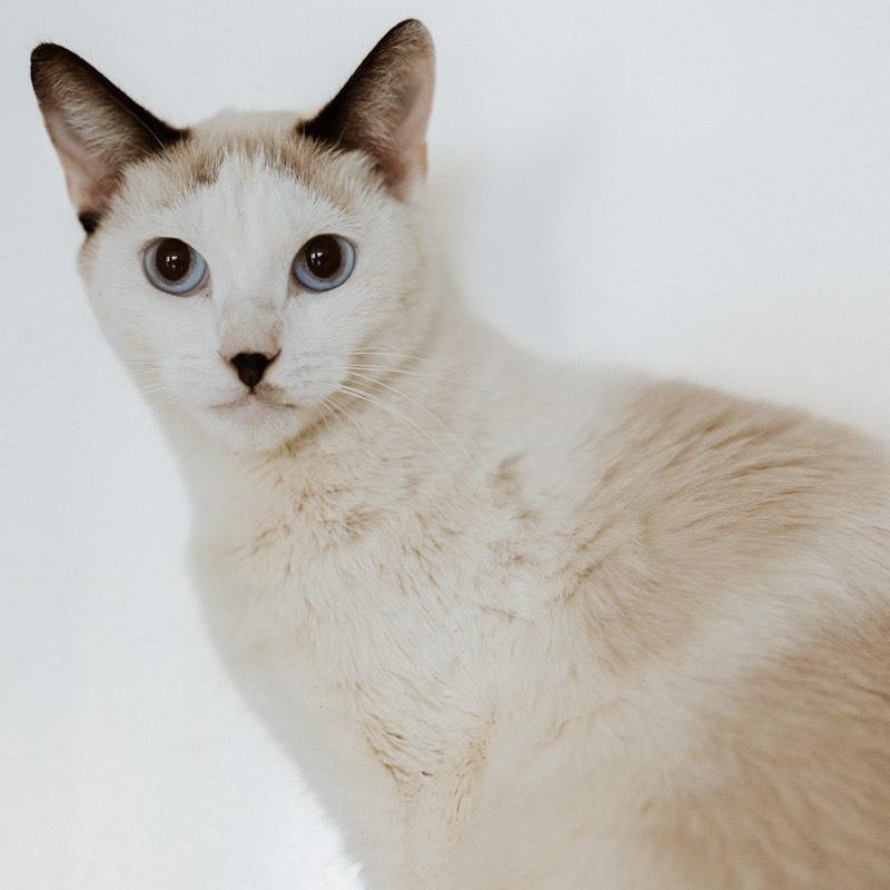 Enlarge DAISY, an adopted Siamese in Rowland Heights, CA image 2/2