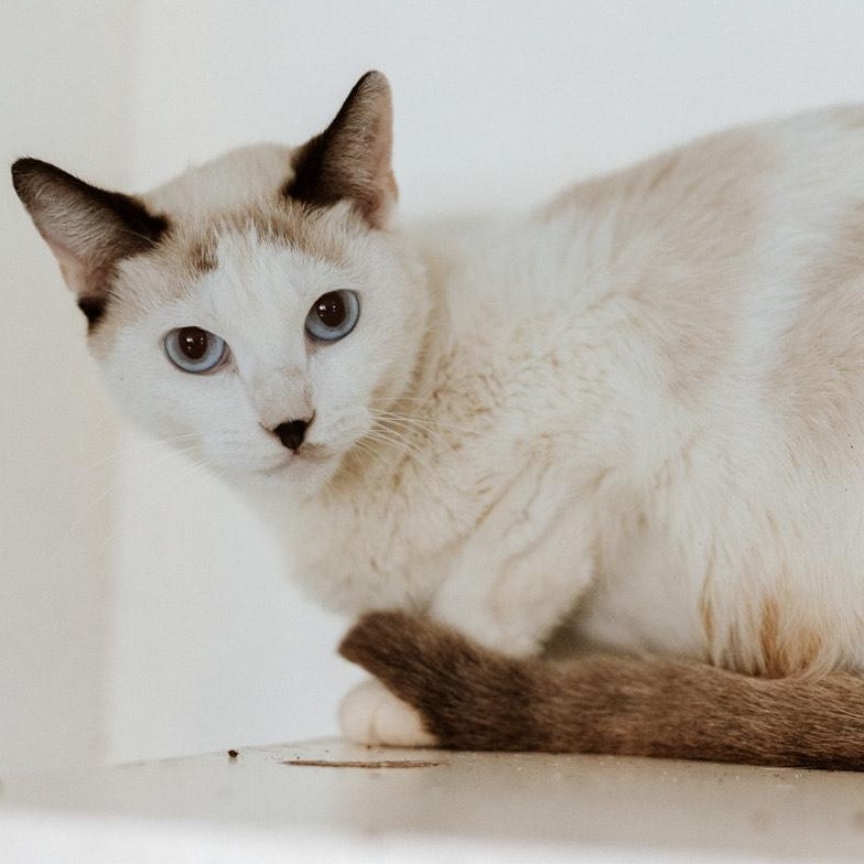 DAISY, adopted, Young Female Siamese.