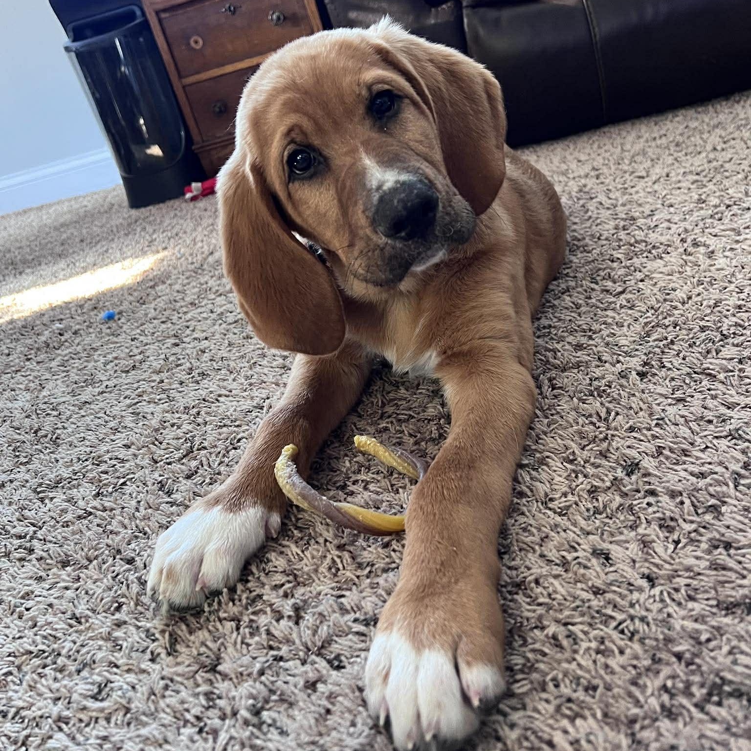 Gunner, adopted, Puppy Male Bloodhound & Great Pyrenees.