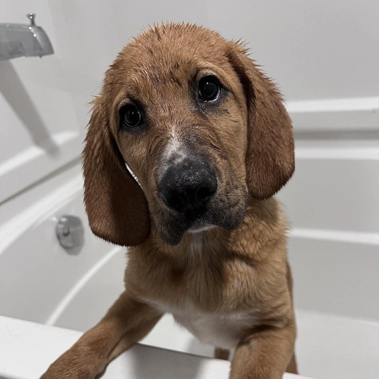 Enlarge Gunner, an adopted mixed breed in Rochester, NY image 2/3