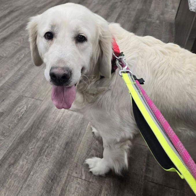 Ellie, an adopted Golden Retriever in Toledo, OH image 3/3