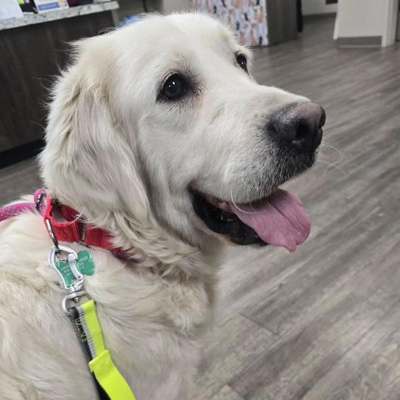 Ellie, an adopted Golden Retriever in Toledo, OH image 1/3