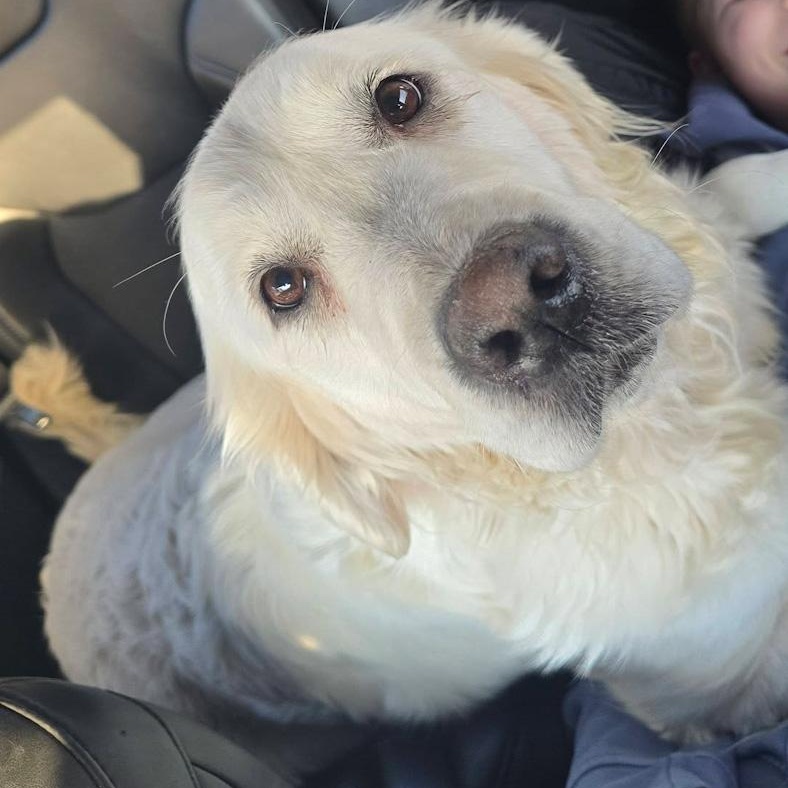 Ellie, an adopted Golden Retriever in Toledo, OH image 2/3