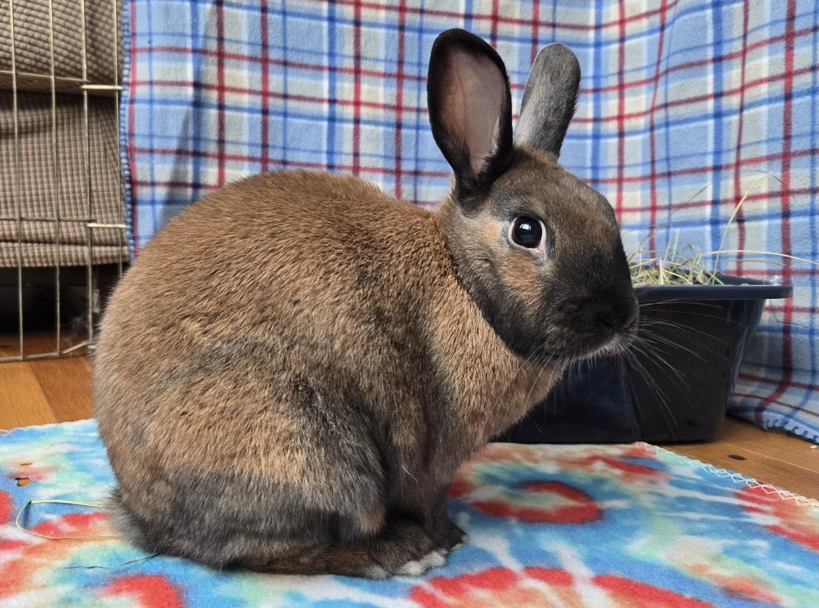 Enlarge Milo, an adopted Cinnamon in Andover, MA image 3/6