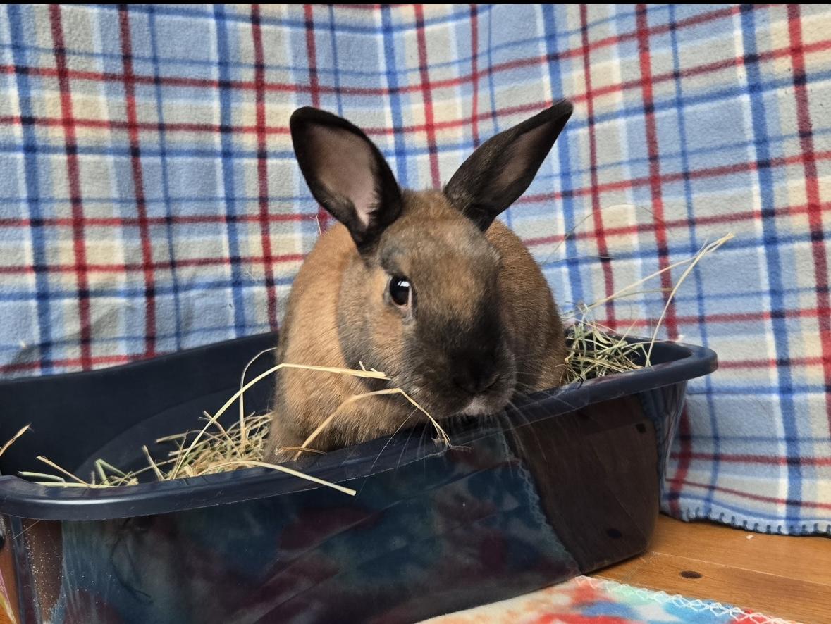 Milo, adopted, Adult Male Cinnamon.