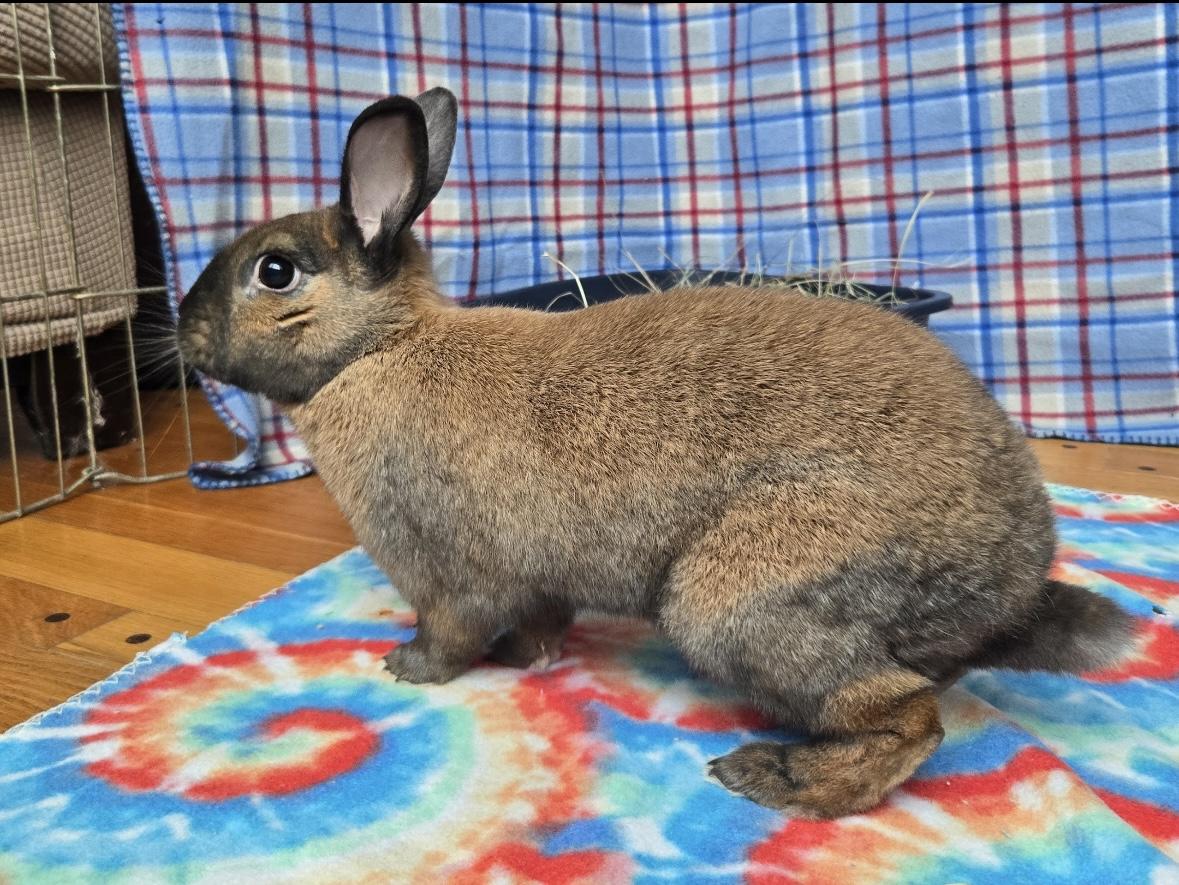 Enlarge Milo, an adopted Cinnamon in Andover, MA image 4/6