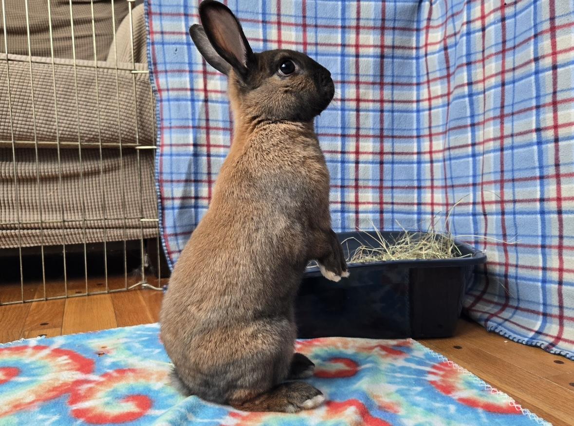 Enlarge Milo, an adopted Cinnamon in Andover, MA image 5/6