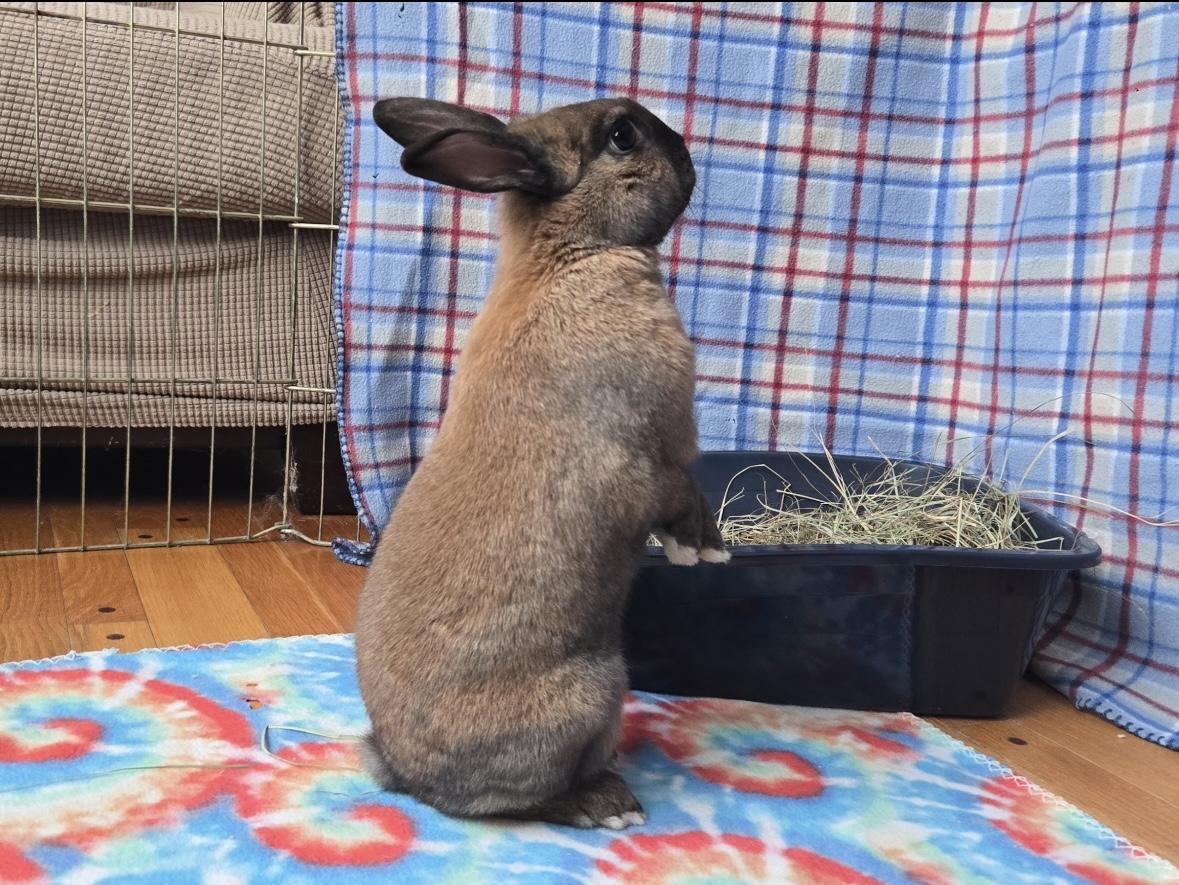 Enlarge Milo, an adopted Cinnamon in Andover, MA image 6/6