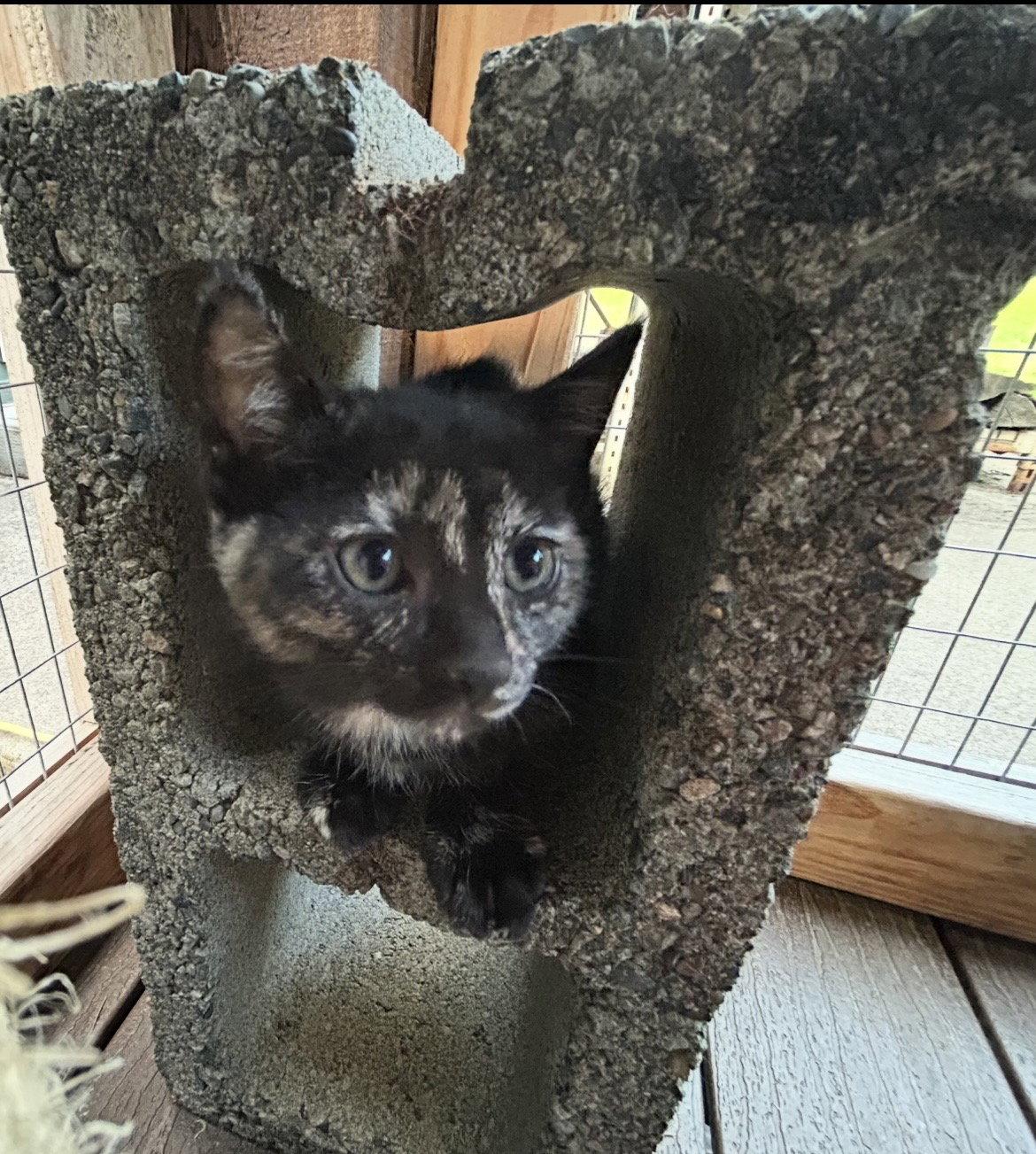 Malina, Adoptable, Kitten Female Domestic Short Hair.