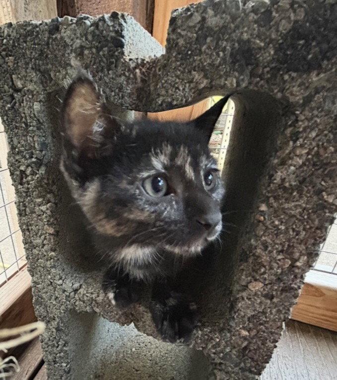 Enlarge Malina, a Adoptable Domestic Short Hair in Tacoma, WA image 2/2