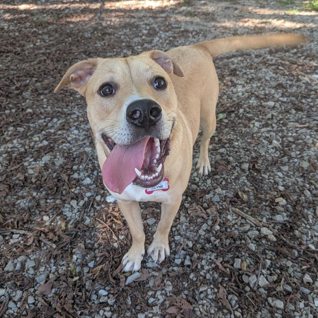 Enlarge Jayne, a Adoptable Labrador Retriever in Wake Forest, NC image 2/6