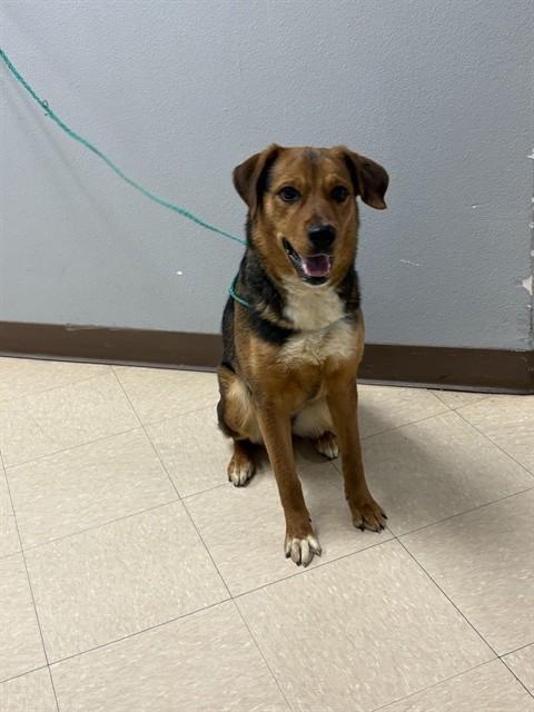 Enlarge MISSY, a Adoptable mixed breed in Killeen, TX image 1/1