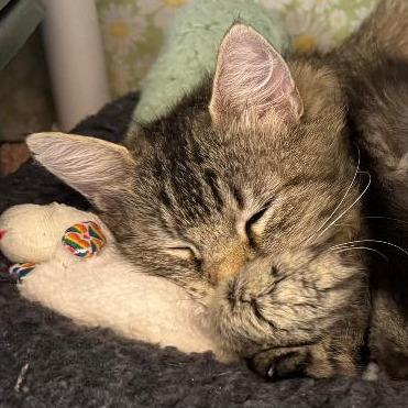 Mercedes, Adoptable, Adult Female Domestic Medium Hair.