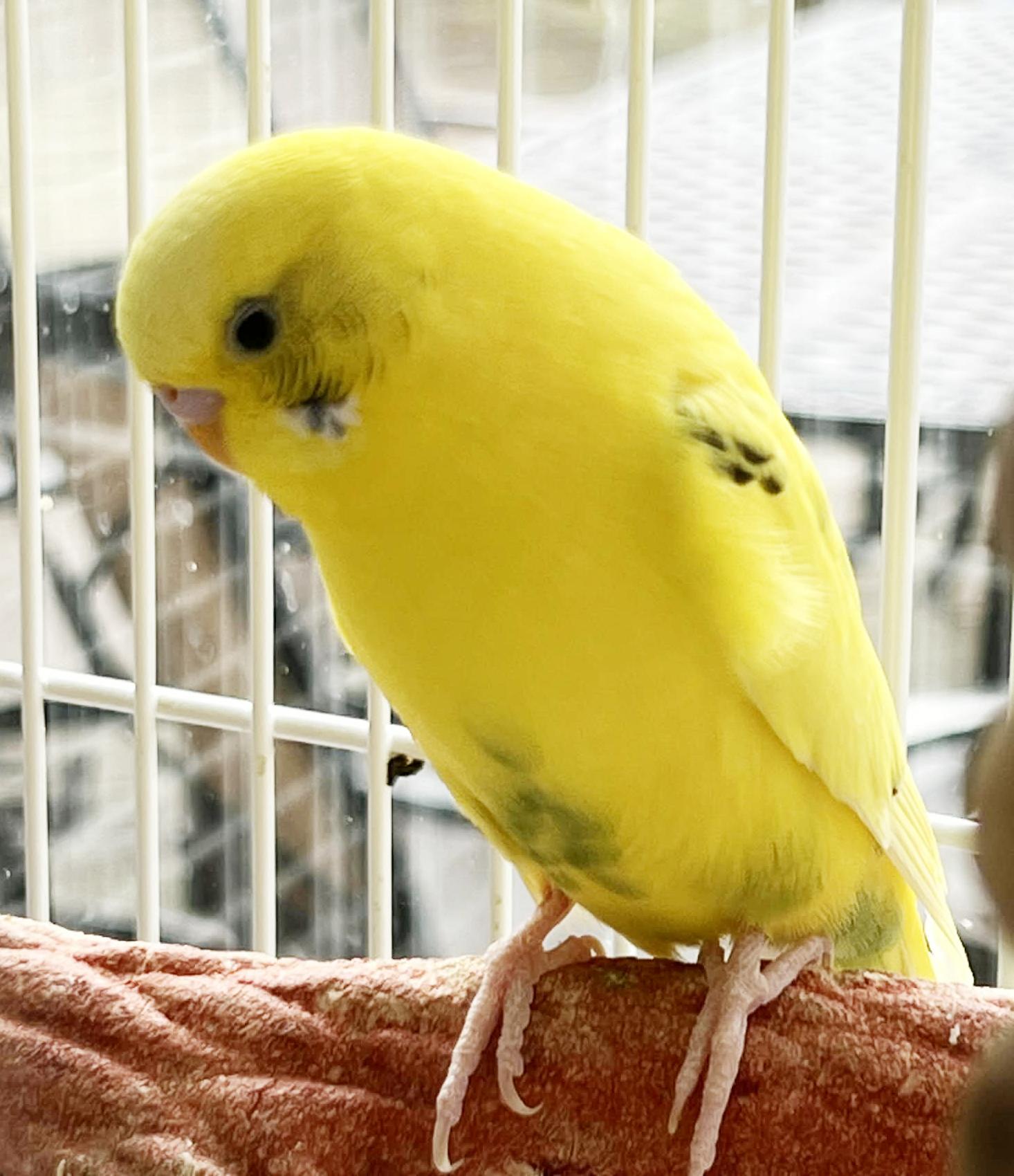 Enlarge Daffodil and Marigold - yellow bonded sister 'keets!  So cute!, a Adoptable Parakeet (Other) in Bedford Hills, NY image 3/6