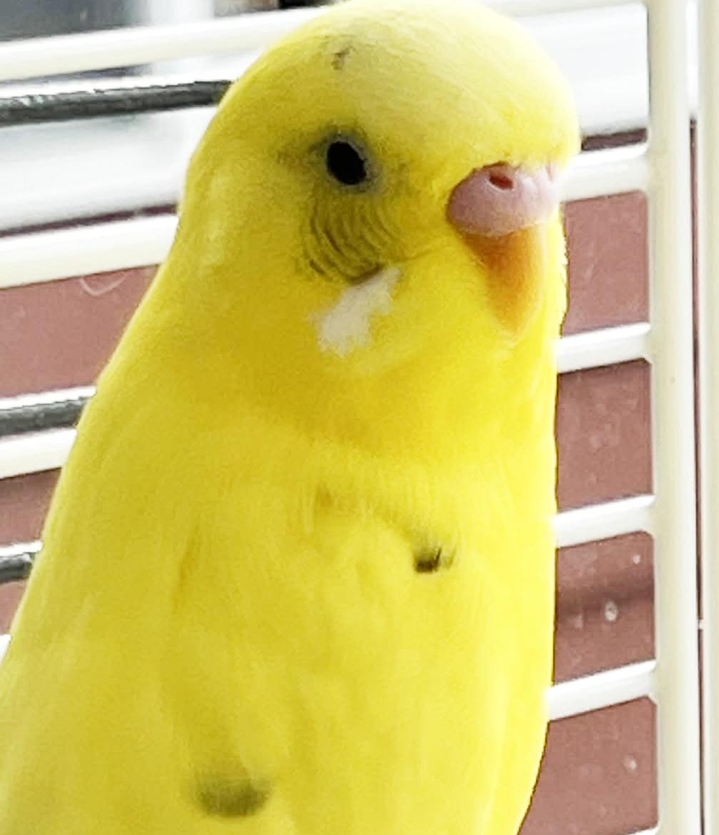 Enlarge Daffodil and Marigold - yellow bonded sister 'keets!  So cute!, a Adoptable Parakeet (Other) in Bedford Hills, NY image 2/6