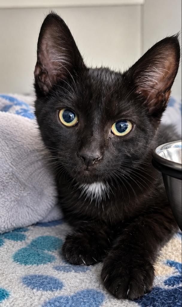 Astrid, Adoptable, Kitten Female Domestic Short Hair.