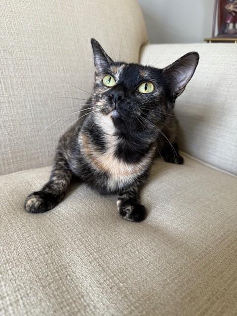 GABBY, Adoptable, Young Female Domestic Short Hair.