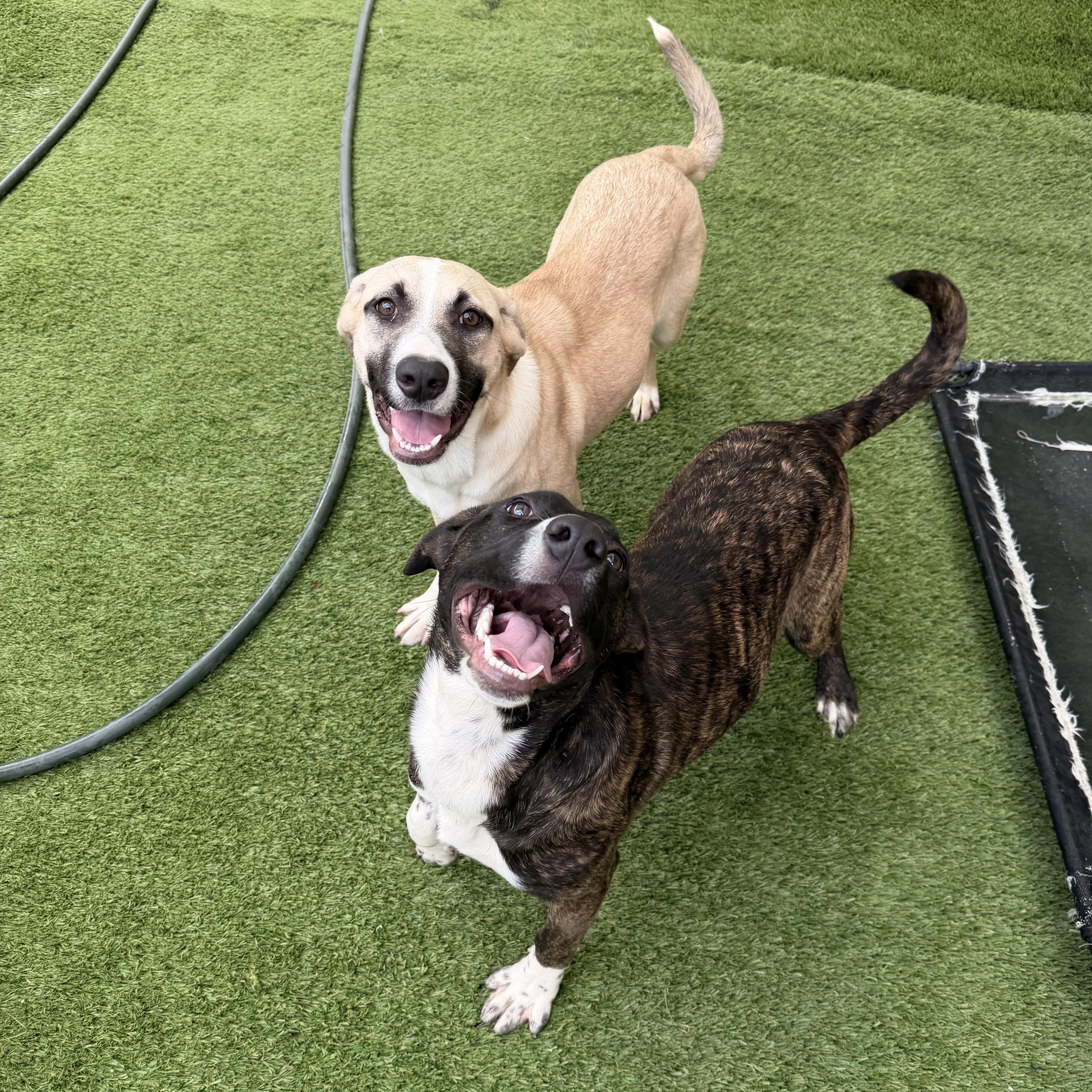 Holly & BooBoo , ADOPTABLE, Young Female Anatolian Shepherd & Labrador Retriever.