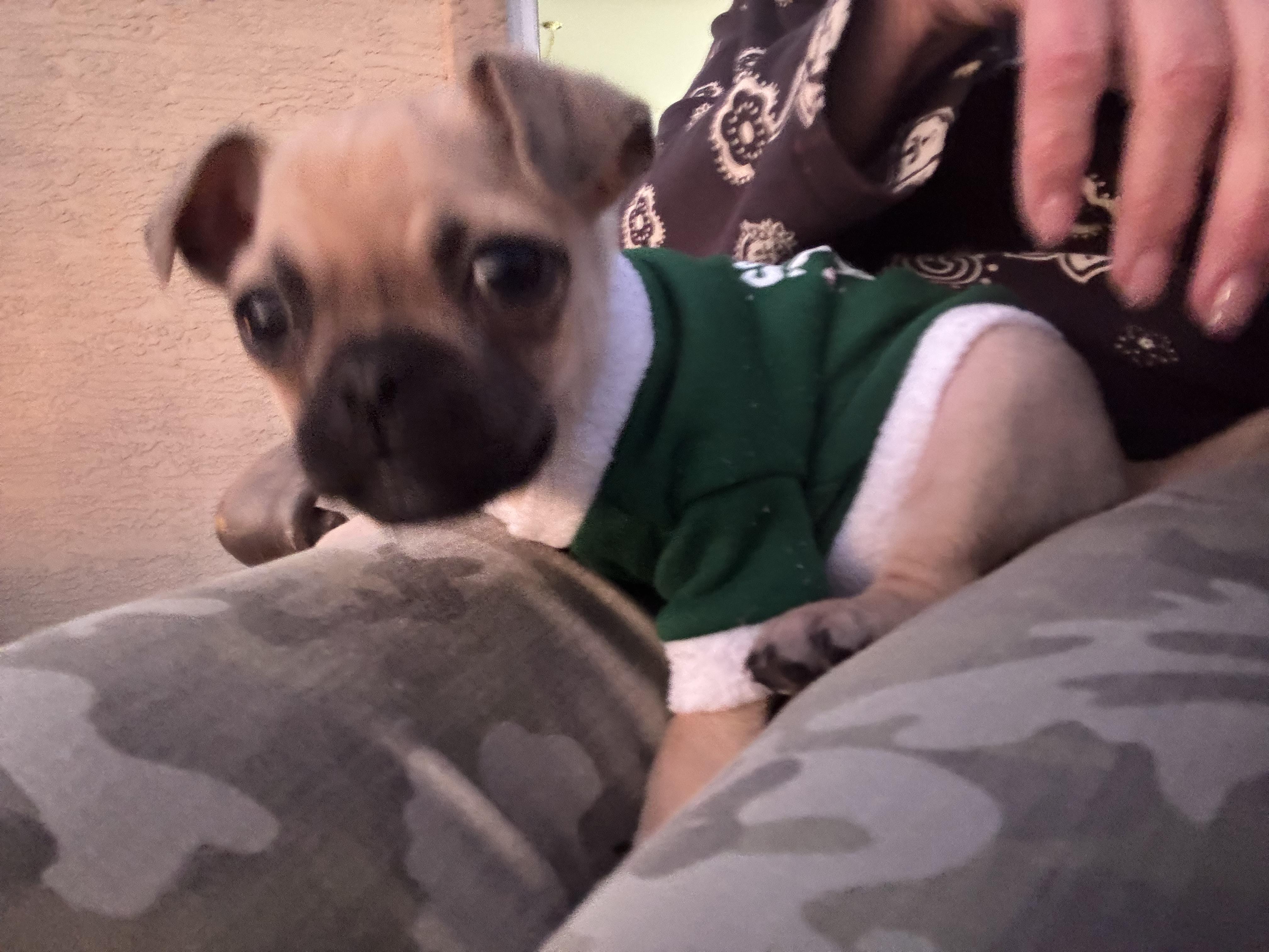 Pugsley, a Adopted mixed breed in Wasilla, AK image 1/2