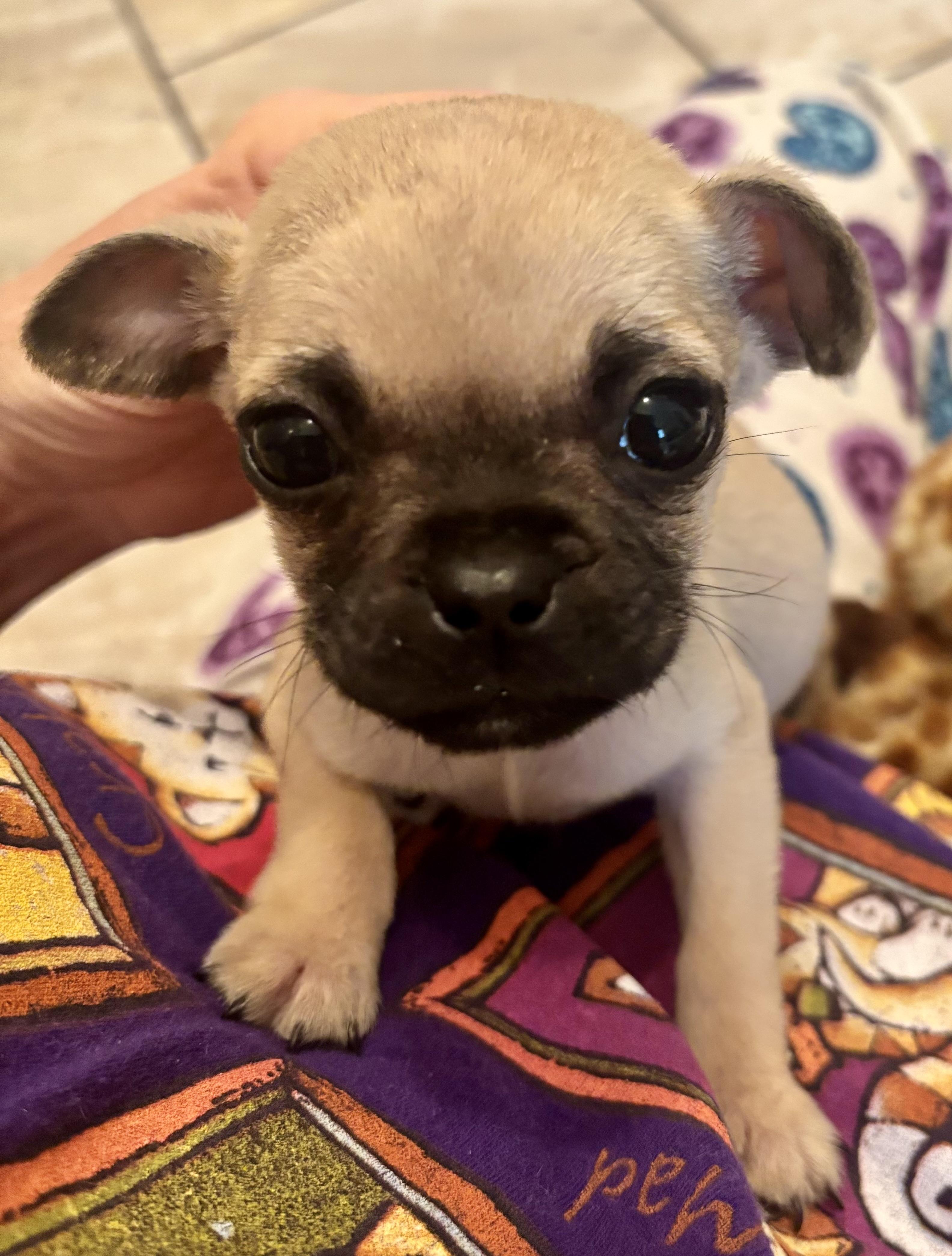 Pugsley, a Adopted mixed breed in Wasilla, AK image 2/2