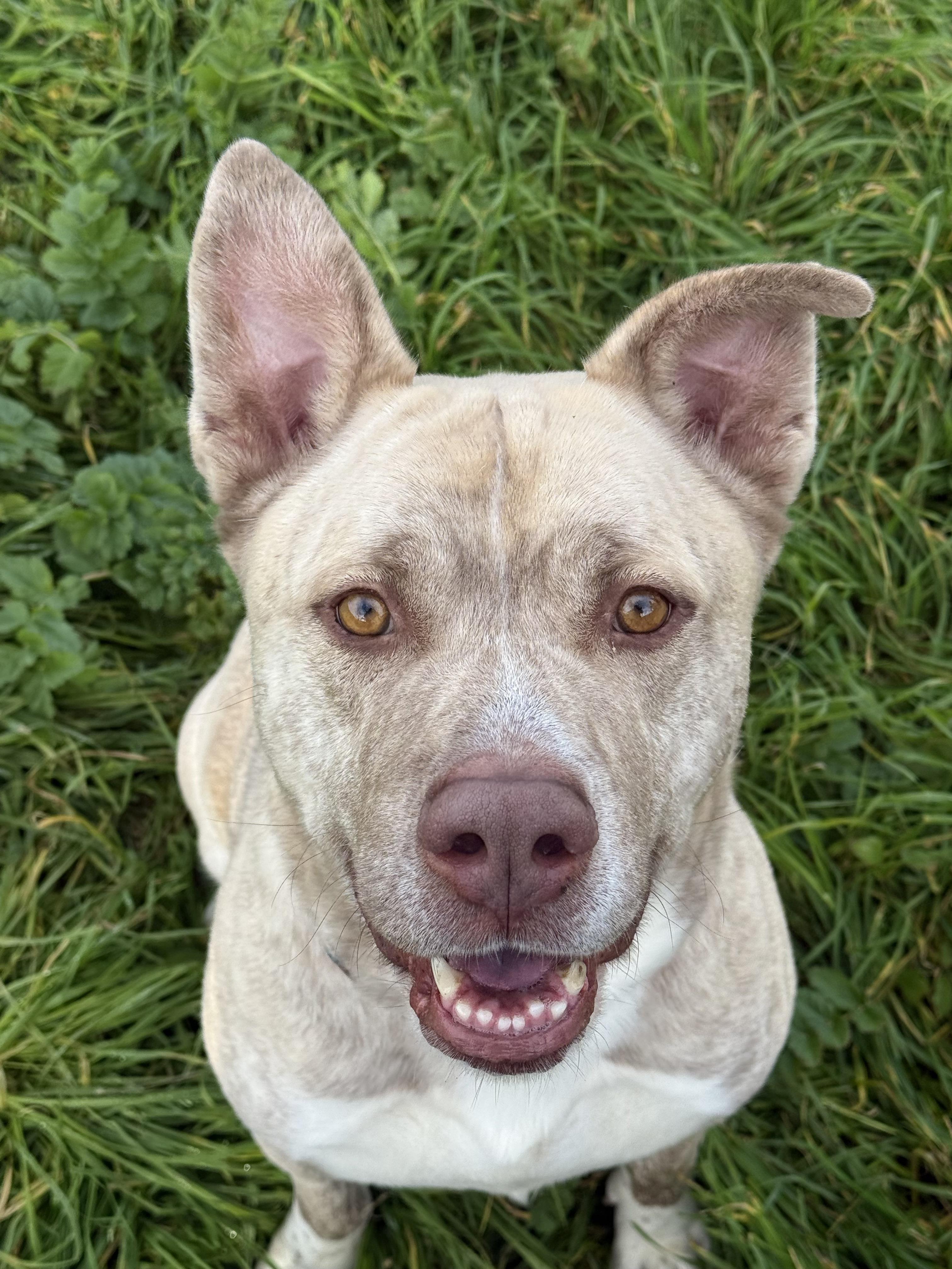 Bowser, a Adoptable mixed breed in Rocklin, CA image 6/6
