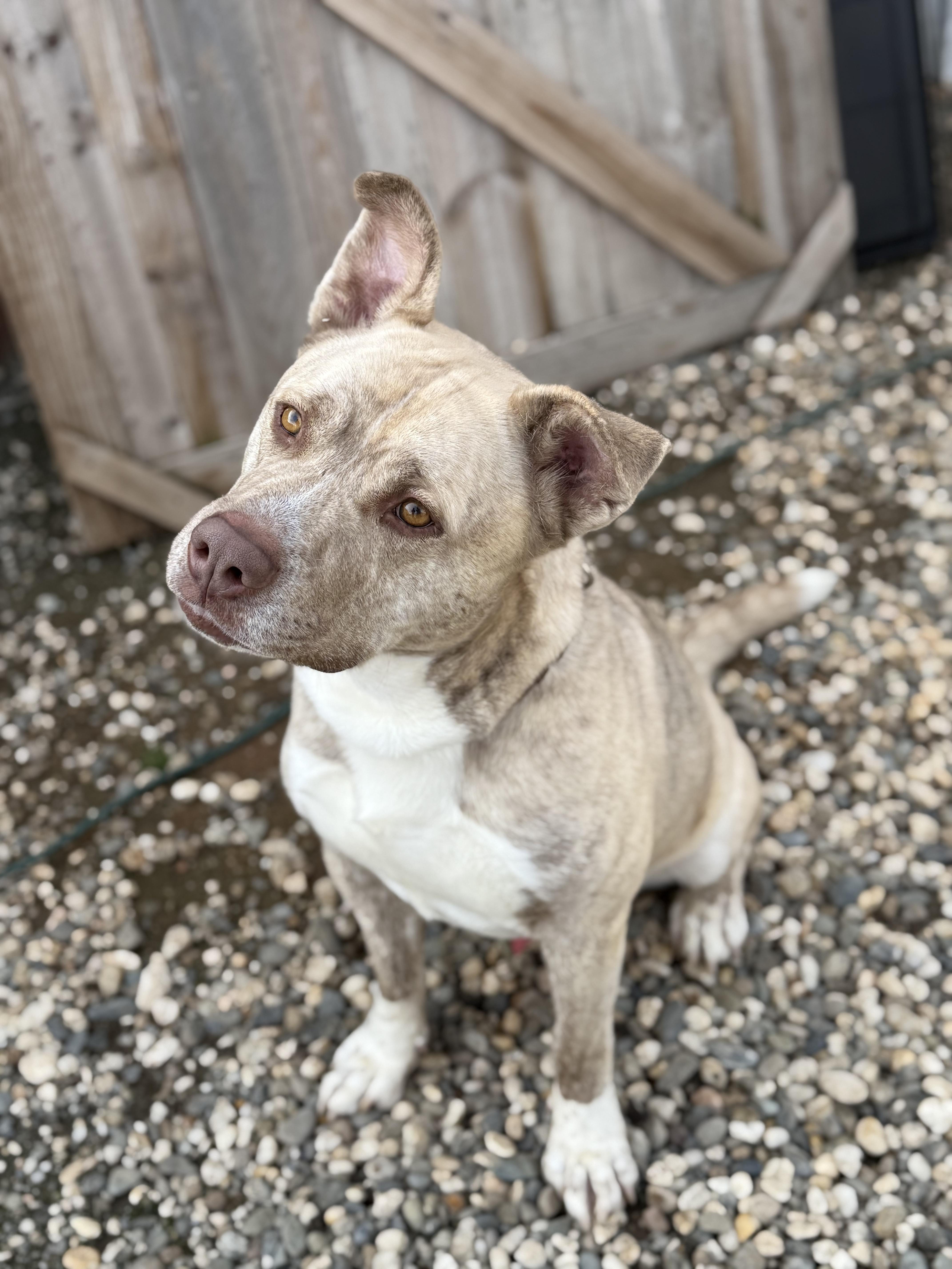 Bowser, a Adoptable mixed breed in Rocklin, CA image 3/6