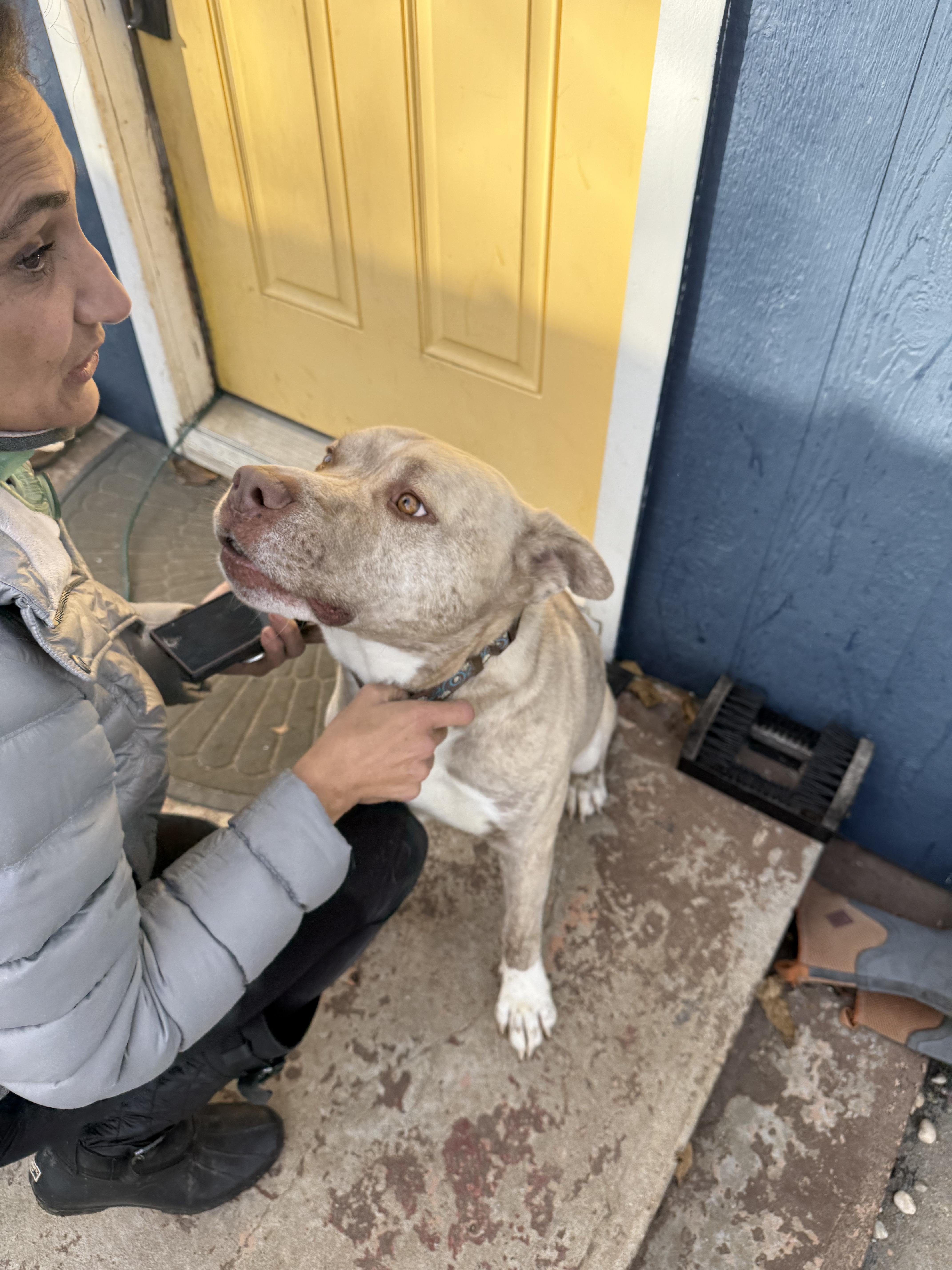Bowser, a Adoptable mixed breed in Rocklin, CA image 5/6