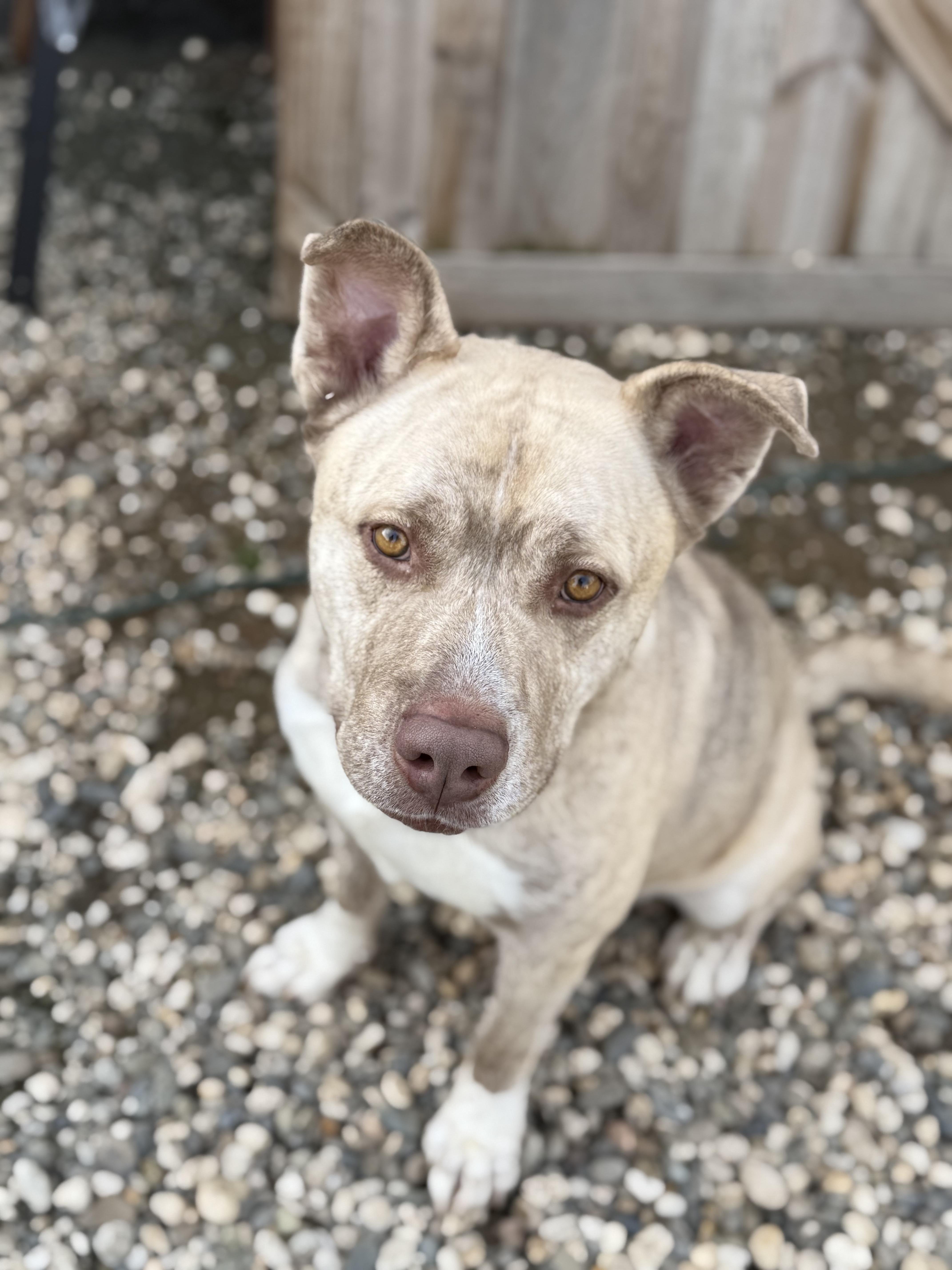 Bowser, a Adoptable mixed breed in Rocklin, CA image 4/6
