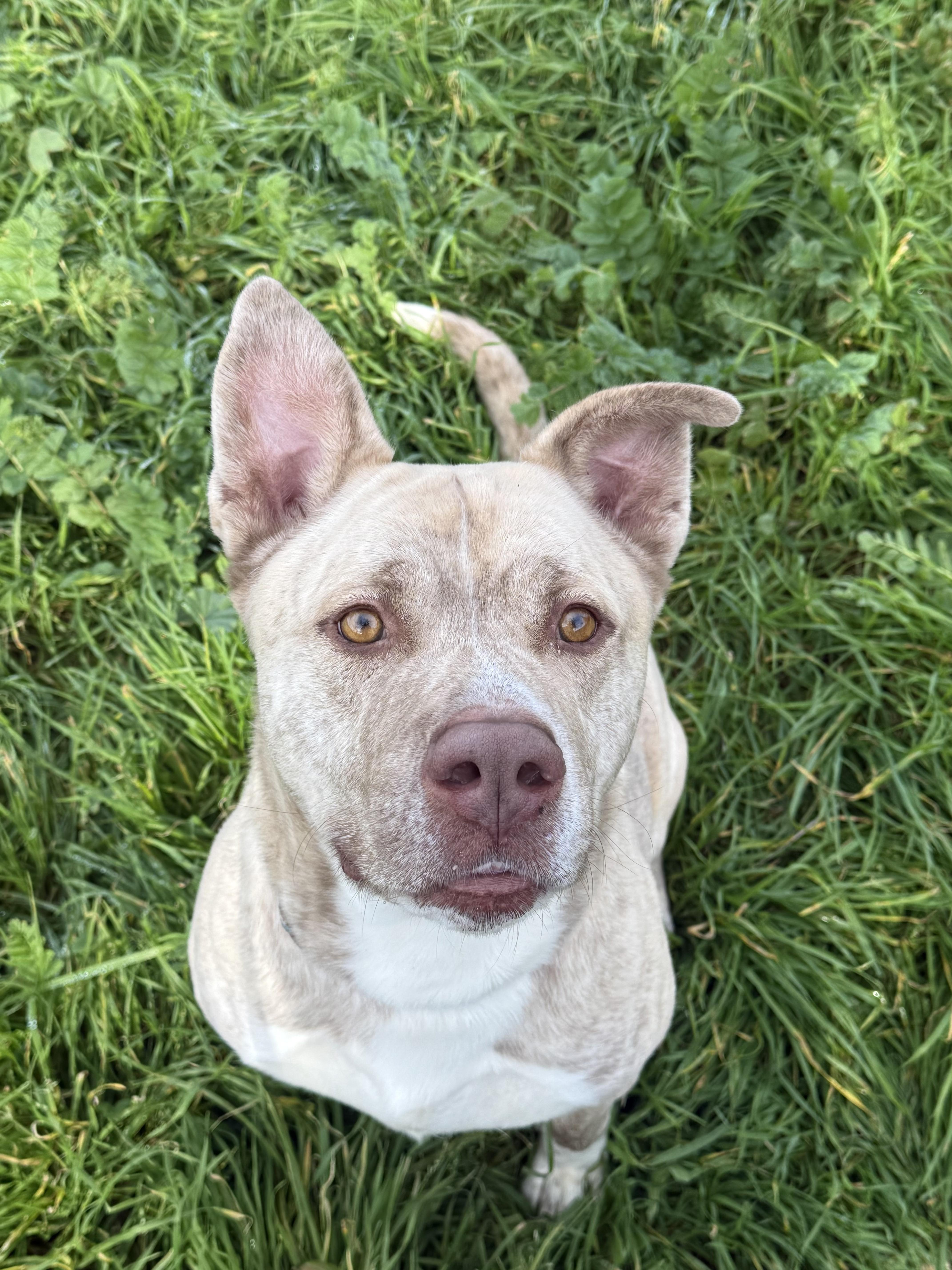 Bowser, a Adoptable mixed breed in Rocklin, CA image 2/6