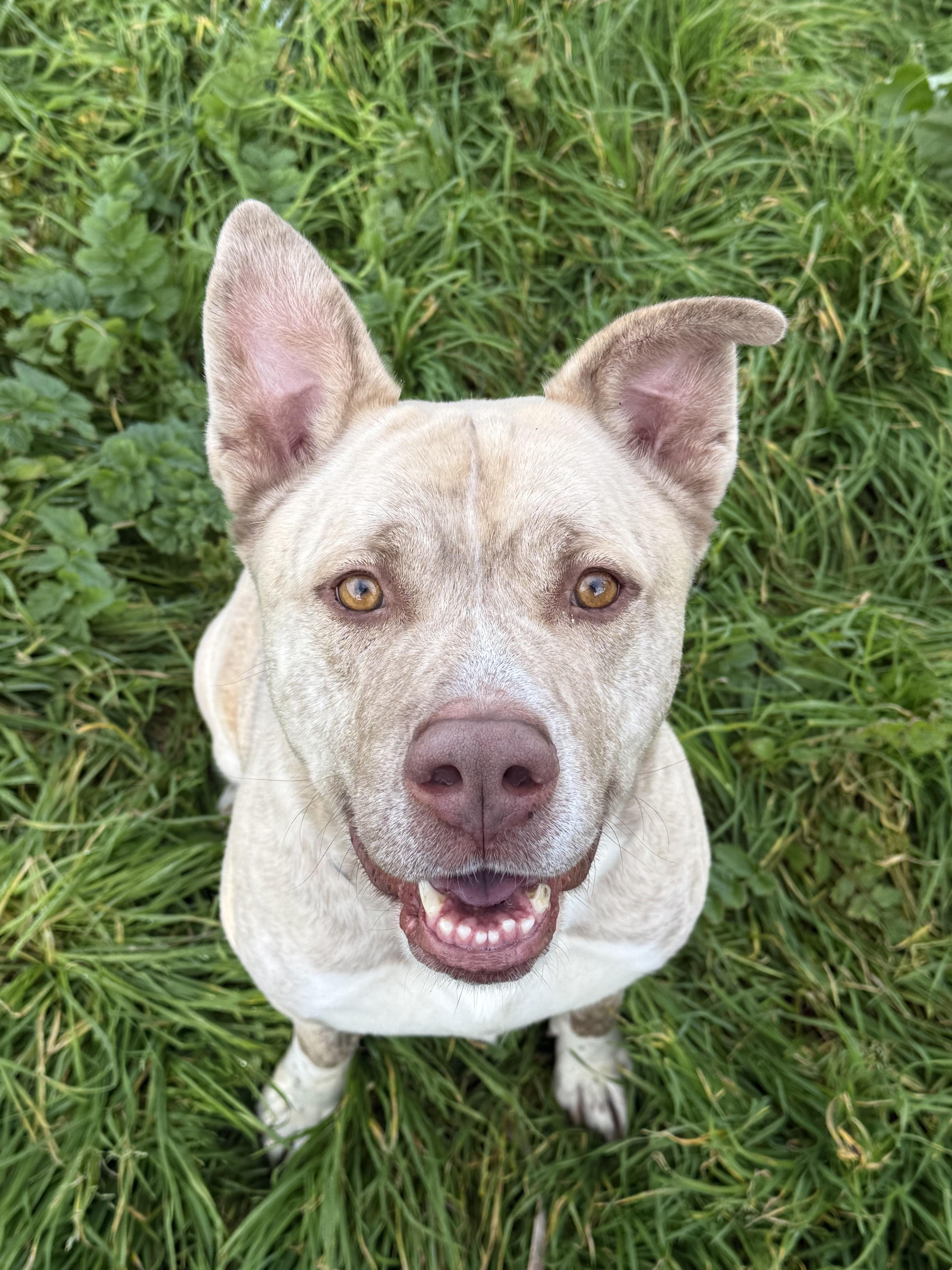 Bowser, a Adoptable mixed breed in Rocklin, CA image 1/6