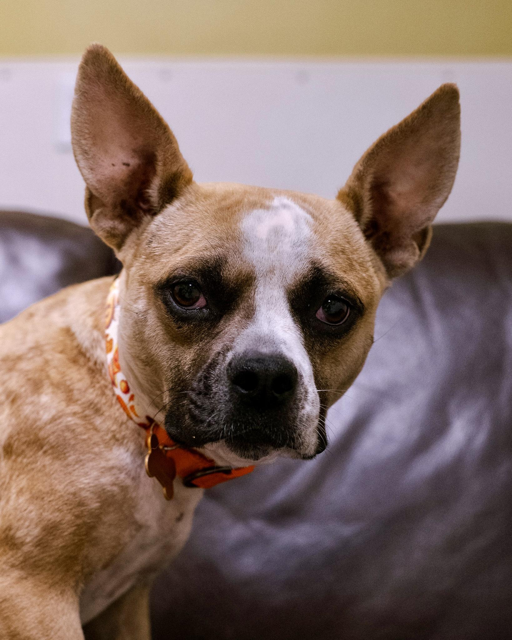 Enlarge Violet, a Adopted mixed breed in Cincinnati, OH image 1/5