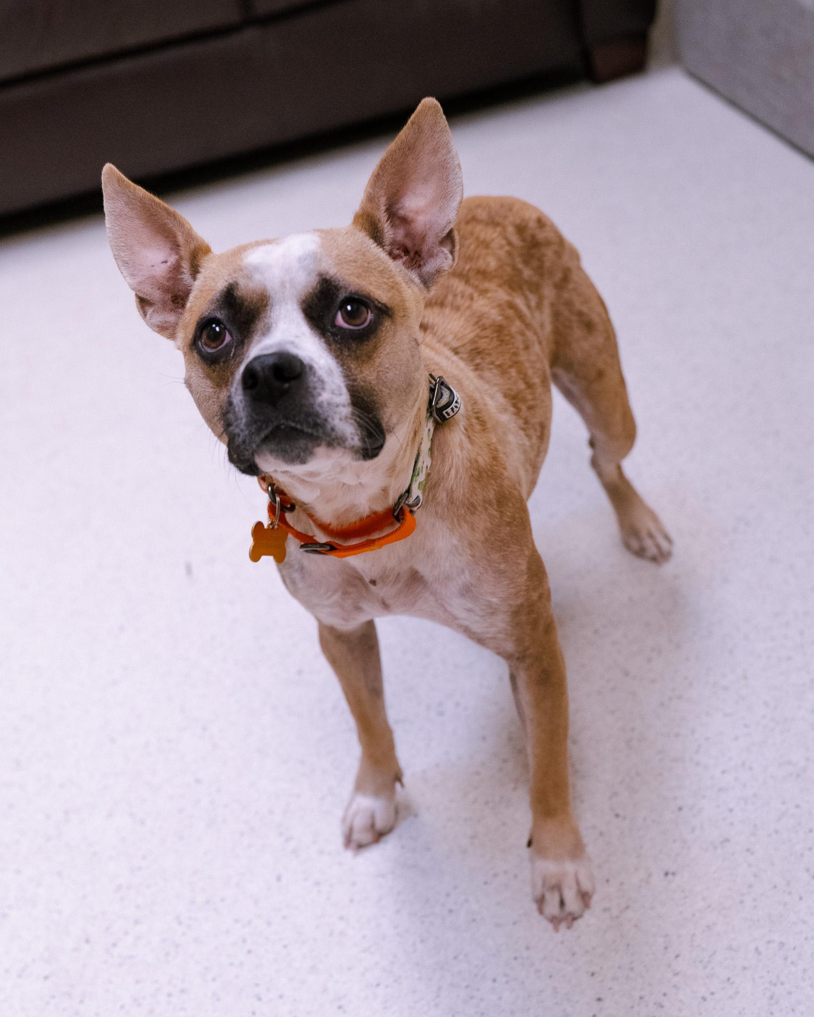 Enlarge Violet, a Adopted mixed breed in Cincinnati, OH image 5/5