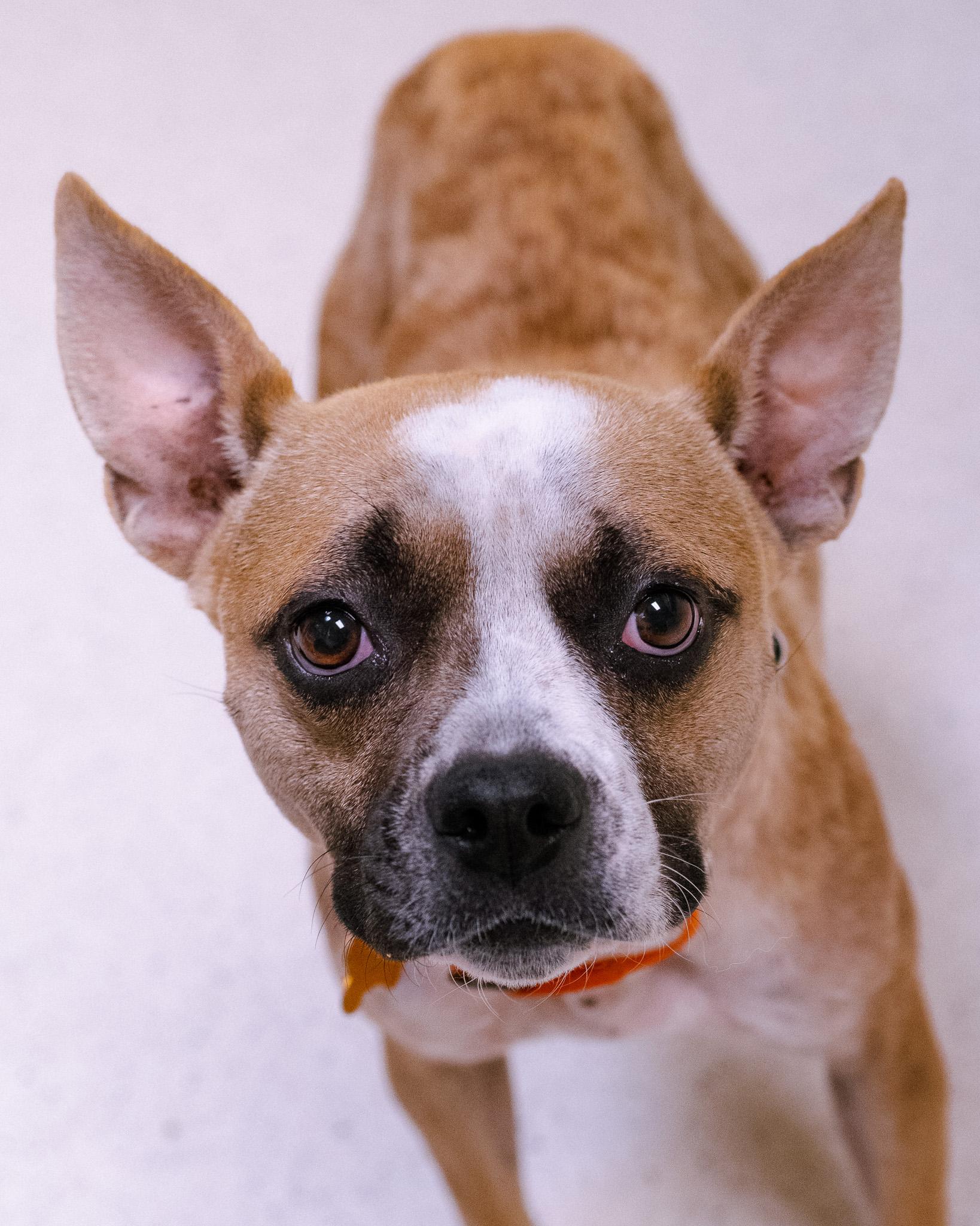 Enlarge Violet, a Adopted mixed breed in Cincinnati, OH image 3/5