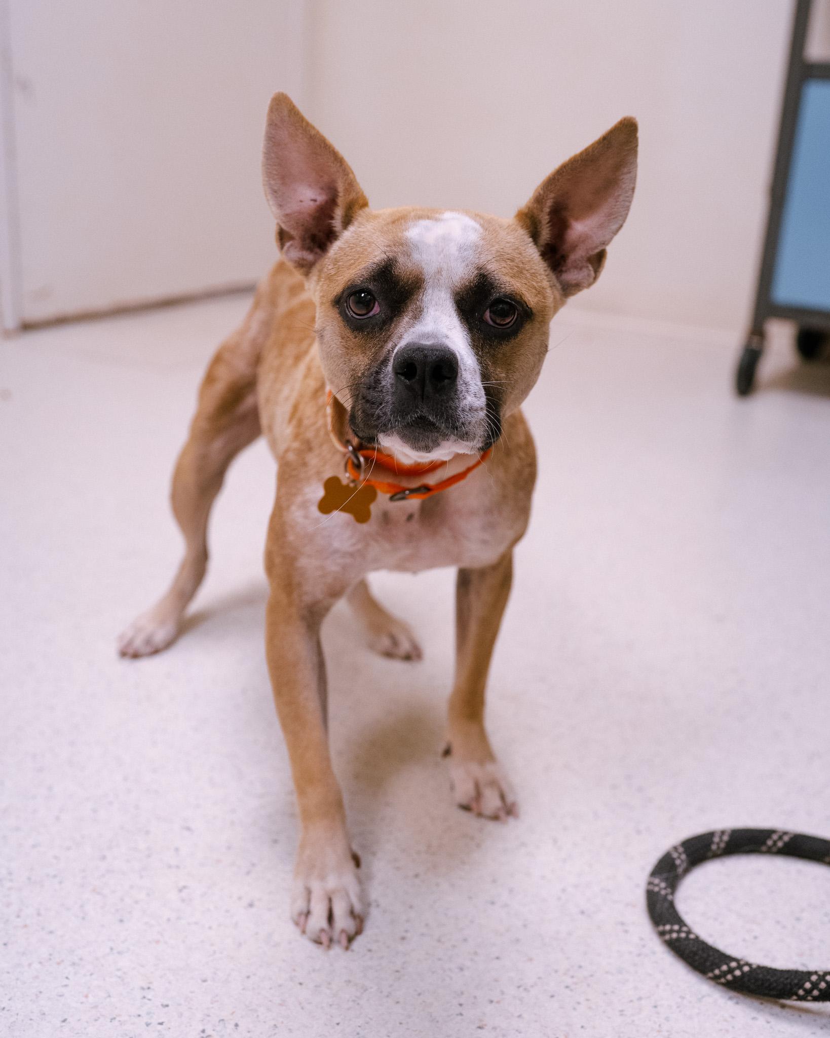 Enlarge Violet, a Adopted mixed breed in Cincinnati, OH image 2/5