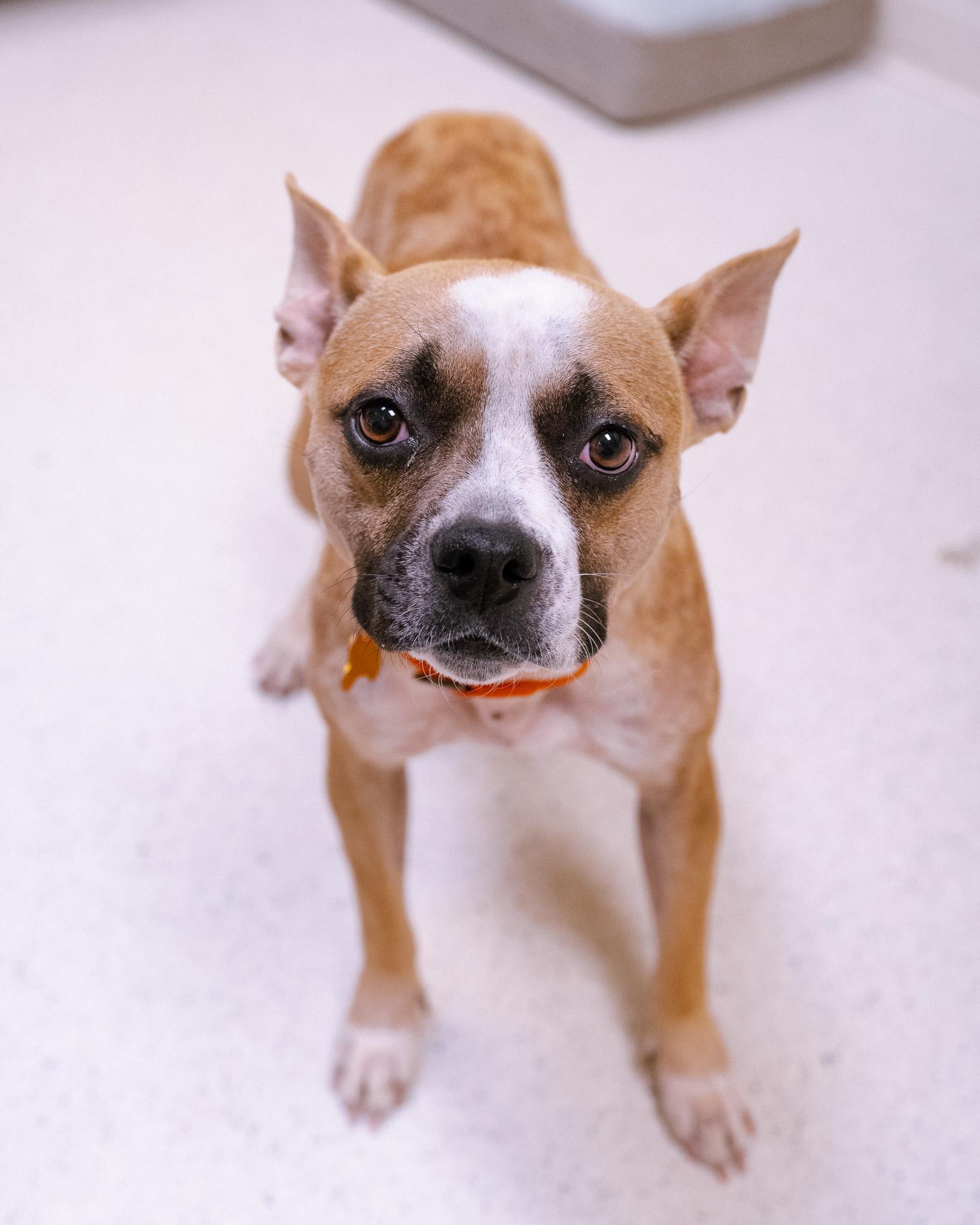 Enlarge Violet, a Adopted mixed breed in Cincinnati, OH image 4/5
