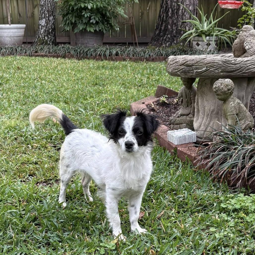 Enlarge Ellie, a Adoptable mixed breed in Montgomery, TX image 1/5