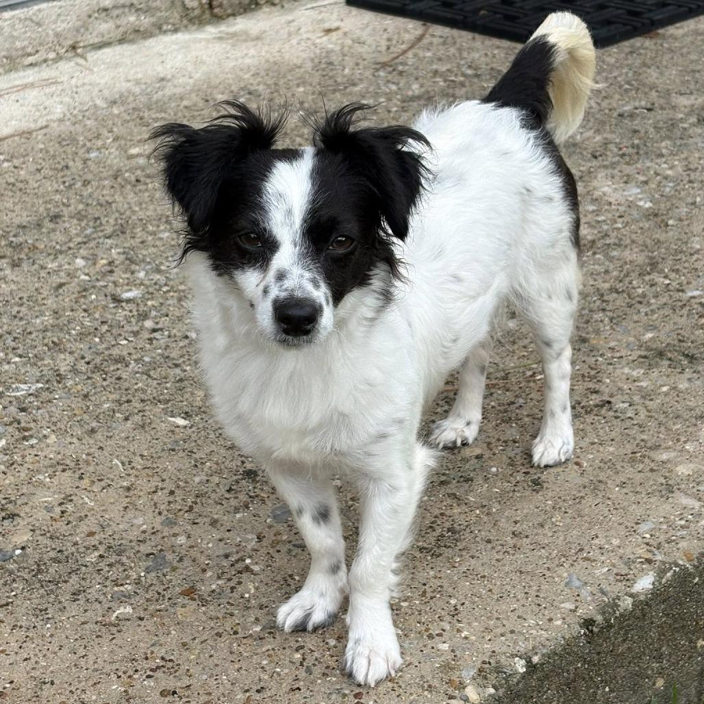 Enlarge Ellie, a Adoptable mixed breed in Montgomery, TX image 4/5