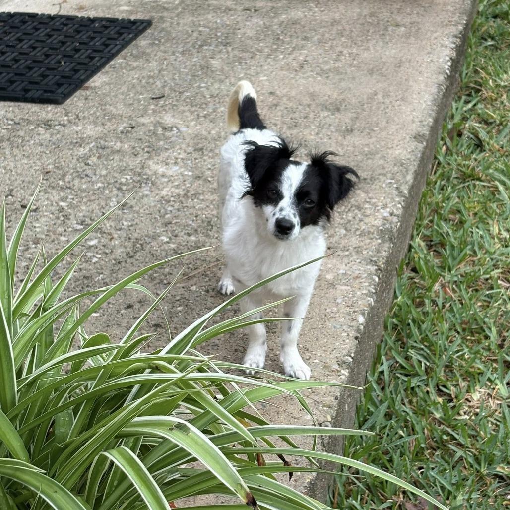 Enlarge Ellie, a Adoptable mixed breed in Montgomery, TX image 5/5