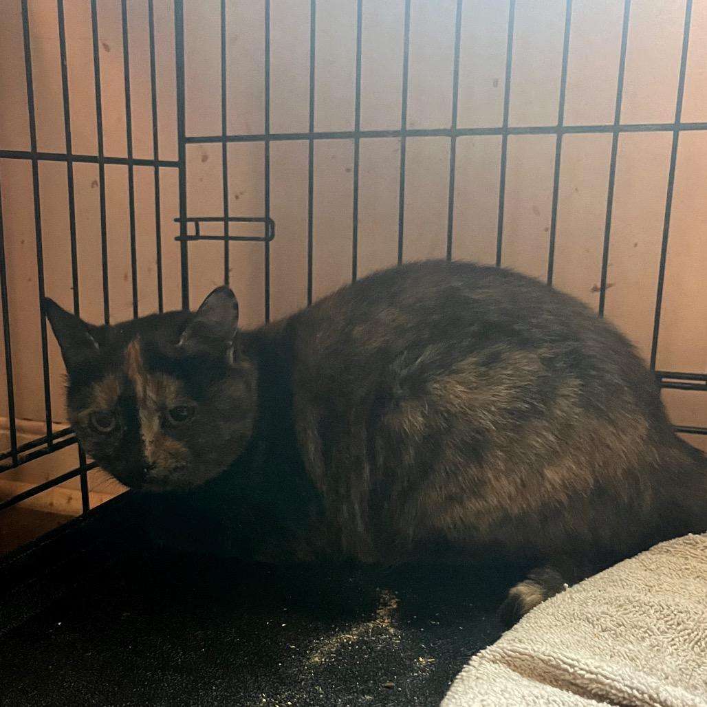 Enlarge Olive Oyl, a ADOPTABLE Domestic Short Hair in Hudson, NY image 1/1