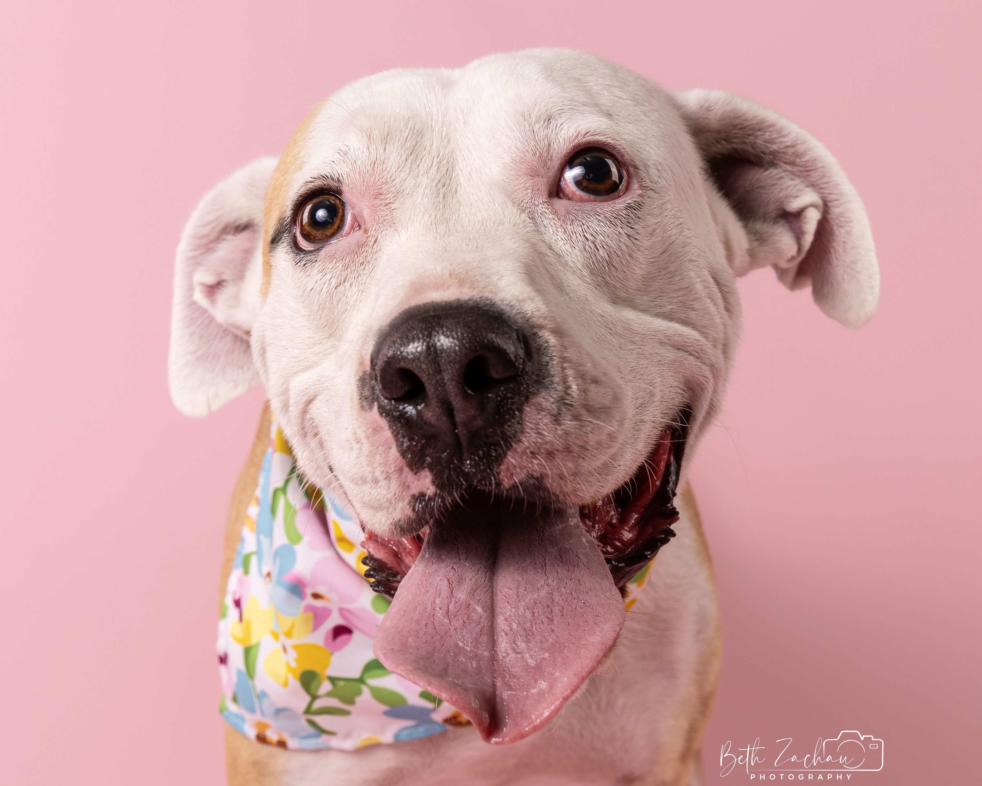 Mama Wasabi, Adult Female Pit Bull Terrier