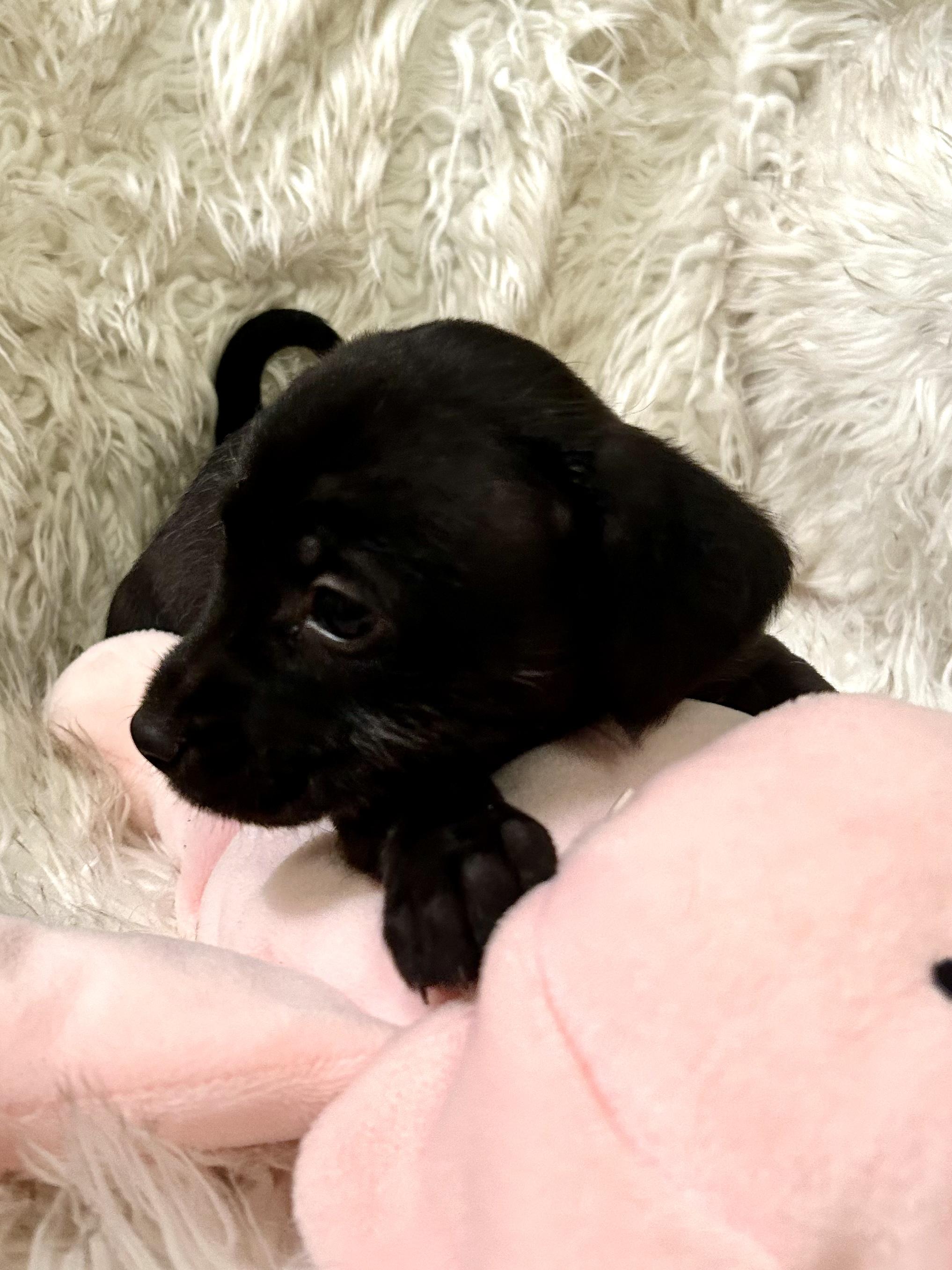 Annabelle — thumbnail 3