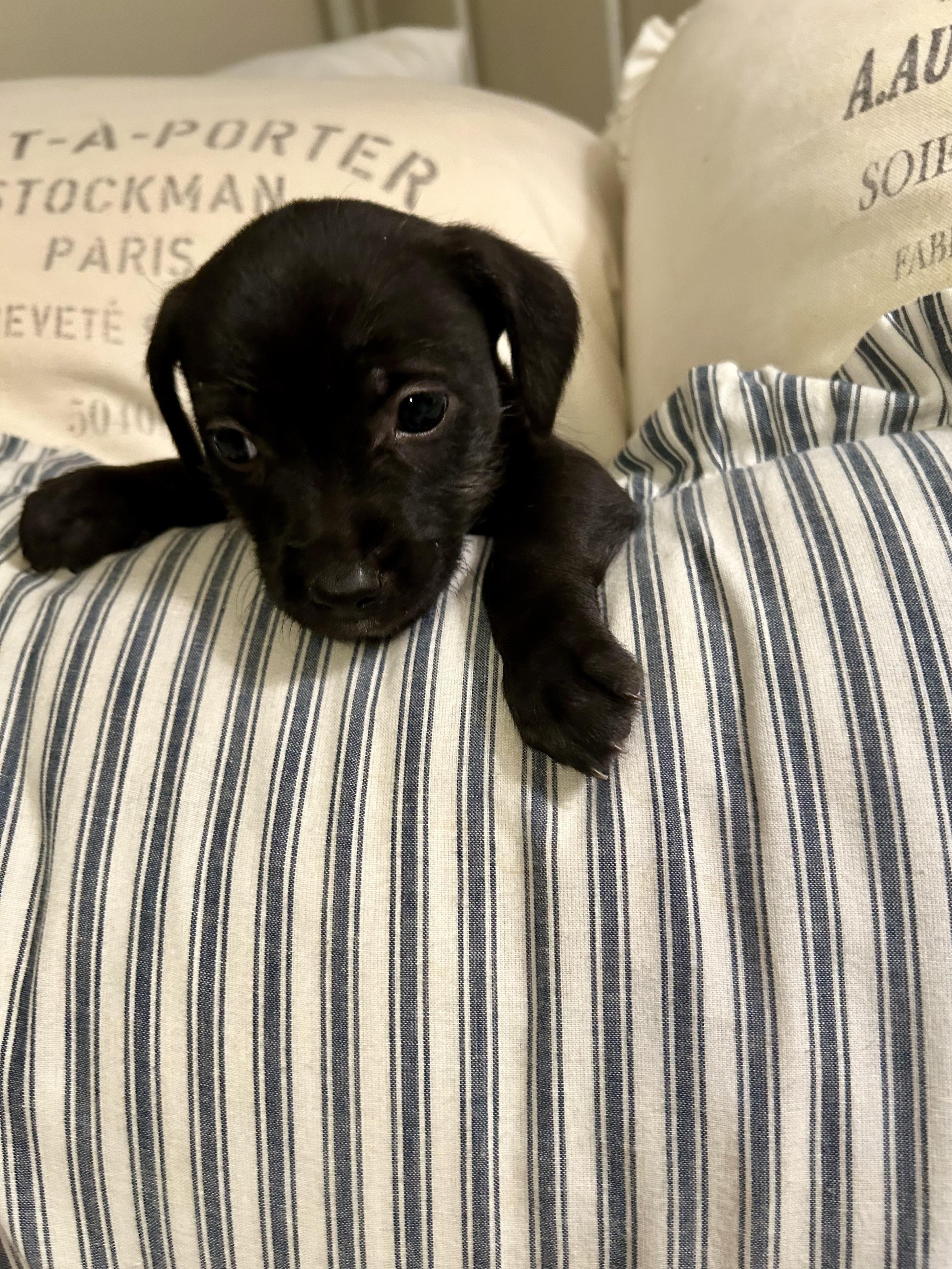 Annabelle — thumbnail 5