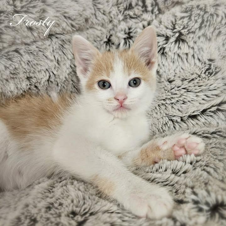 Frosty, ADOPTABLE, Kitten Male Domestic Short Hair.