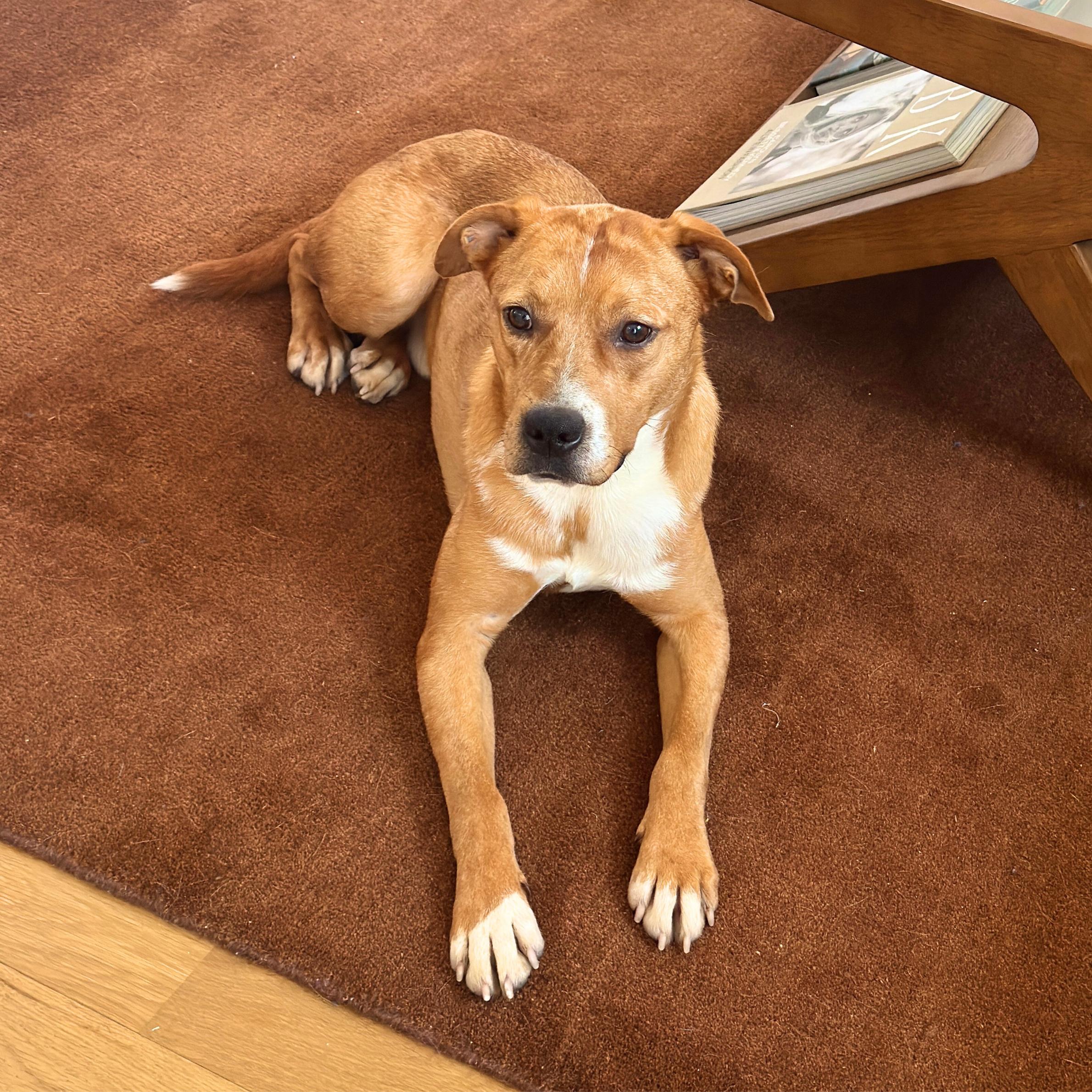 Spandex — thumbnail 3