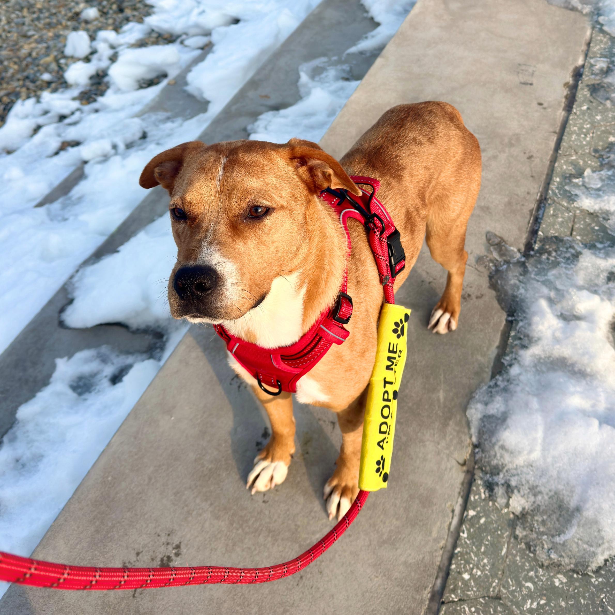 Spandex — thumbnail 4