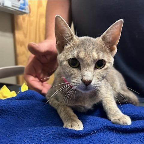 Bell, Adoptable, Kitten Female Domestic Short Hair.