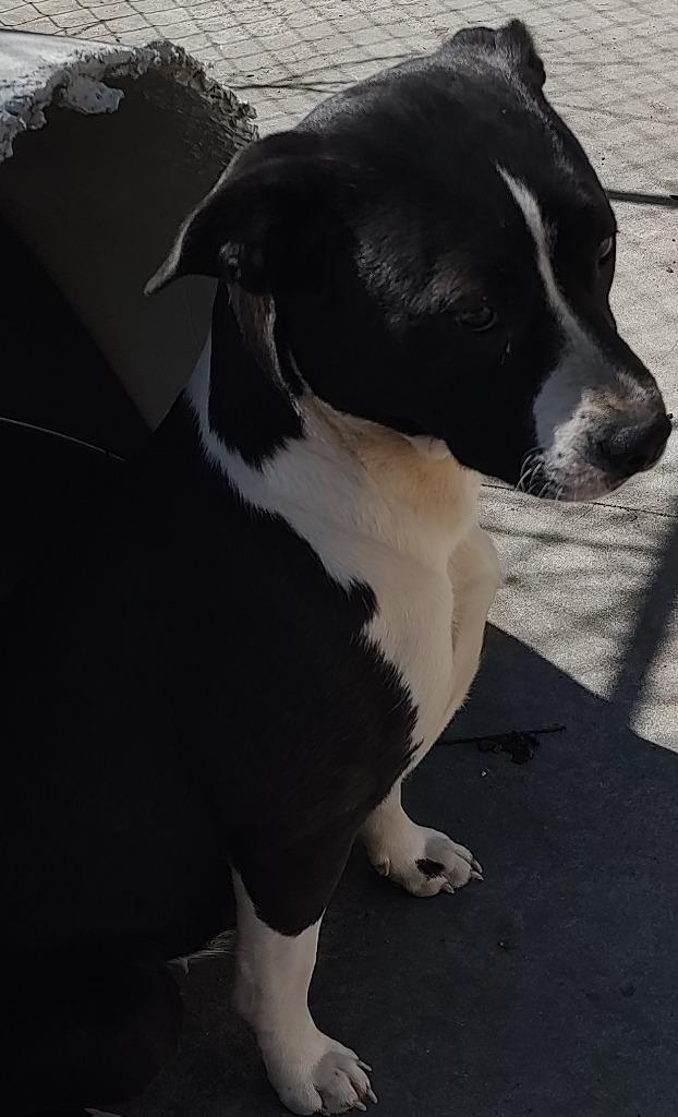 Enlarge Pippa, a Adoptable Pit Bull Terrier in Quincy, CA image 1/1