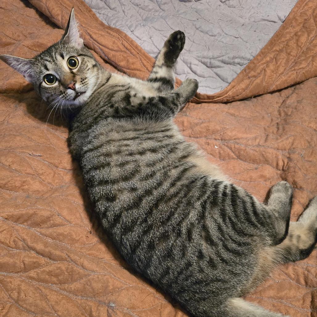 Sova Kittens: Parsley, a Adoptable Domestic Short Hair in Washington, DC image 1/4