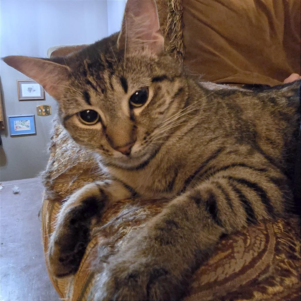 Sova Kittens: Parsley, a Adoptable Domestic Short Hair in Washington, DC image 2/4